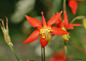 Aquilegia canadensis L.